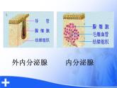 初中生物人教版七年级下册 第四节激素调节 4 课件