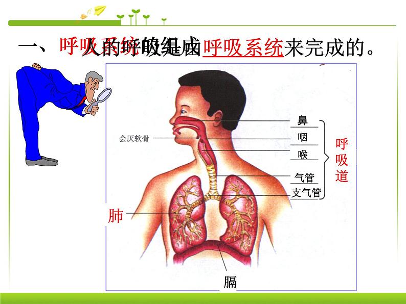 初中生物人教版七年级下册 第一节呼吸道对空气的处理 7 课件第6页