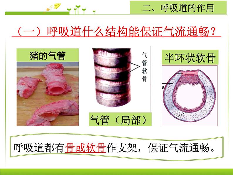 初中生物人教版七年级下册 第一节呼吸道对空气的处理 7 课件第7页