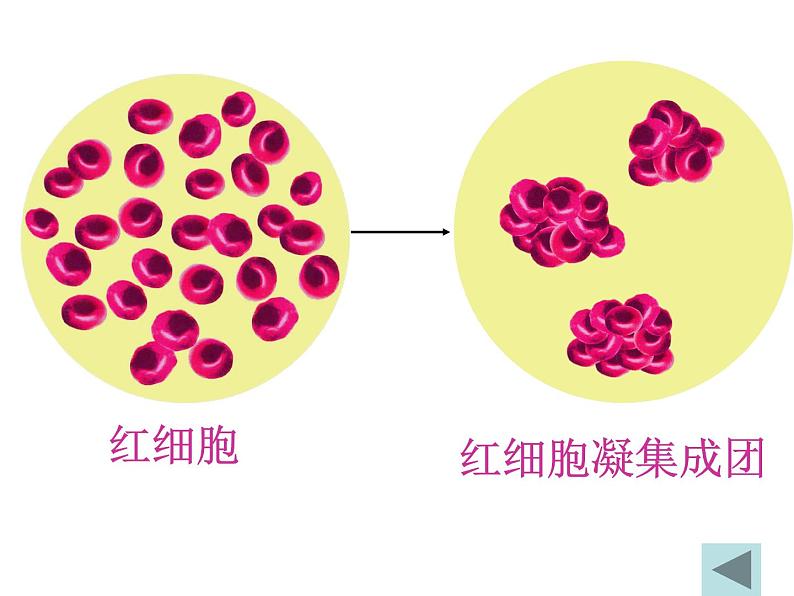 初中生物人教版七年级下册 第四节输血与血型 2 课件07