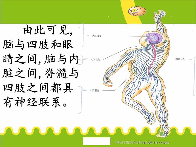 初中生物人教版七年级下册 第二节神经系统的组成 课件08