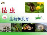 初中生物人教版八年级下册 第二节昆虫的生殖和发育 1 课件