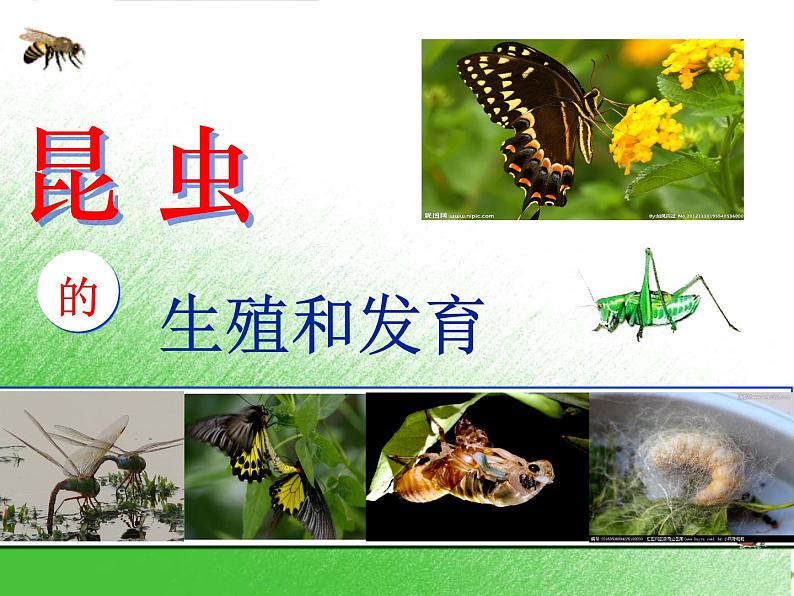 初中生物人教版八年级下册 第二节昆虫的生殖和发育 1 课件第1页