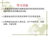 初中生物人教版八年级下册 第二节昆虫的生殖和发育 1 课件