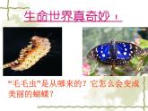 初中生物人教版八年级下册 第二节昆虫的生殖和发育 1 课件