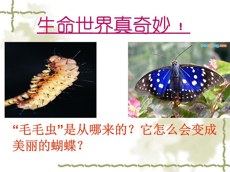 初中生物人教版八年级下册 第二节昆虫的生殖和发育 1 课件第3页