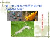 初中生物人教版八年级下册 第二节昆虫的生殖和发育 1 课件