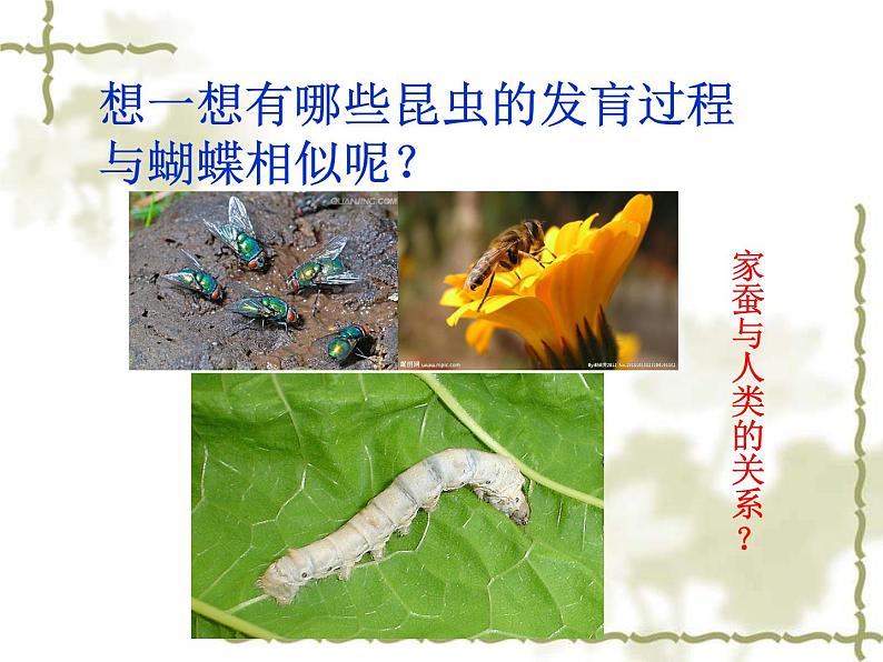 初中生物人教版八年级下册 第二节昆虫的生殖和发育 1 课件第4页