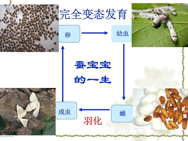 初中生物人教版八年级下册 第二节昆虫的生殖和发育 1 课件第8页