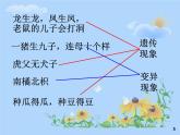 初中生物人教版八年级下册 第一节基因控制生物的性状 2 课件