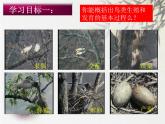 初中生物人教版八年级下册 第四节鸟的生殖和发育 课件