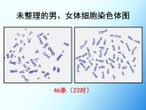 初中生物人教版八年级下册 第四节人的性别遗传 3 课件