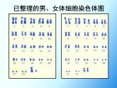 初中生物人教版八年级下册 第四节人的性别遗传 3 课件
