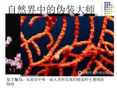 初中生物人教版八年级下册 第三节生物进化的原因 1 课件