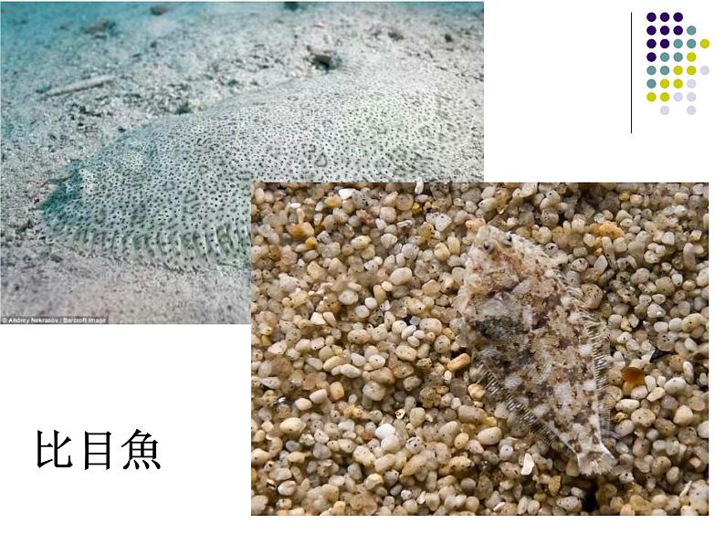 初中生物人教版八年级下册 第三节生物进化的原因 1 课件第6页