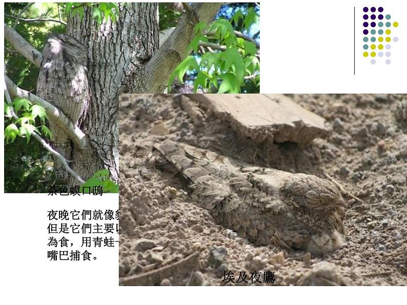 初中生物人教版八年级下册 第三节生物进化的原因 1 课件第7页