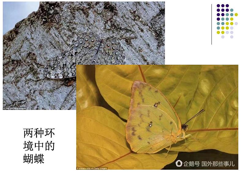 初中生物人教版八年级下册 第三节生物进化的原因 1 课件第8页