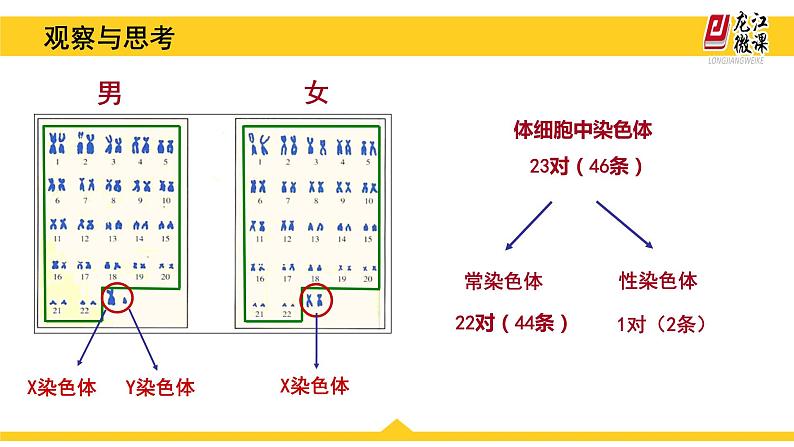 初中生物人教版八年级下册 第四节人的性别遗传 课件第7页