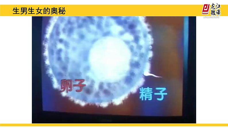 初中生物人教版八年级下册 第四节人的性别遗传 课件第8页