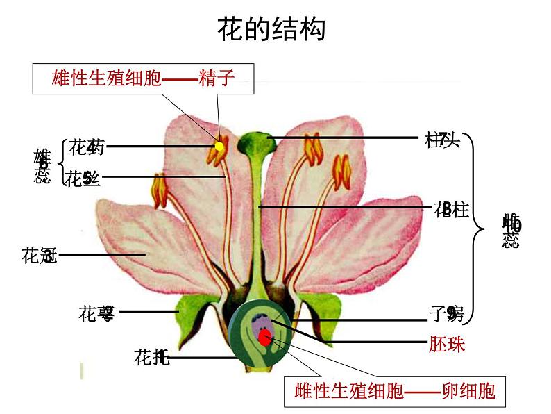 初中生物人教版八年级下册 第一节植物的生殖 课件第7页