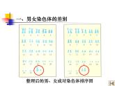 初中生物人教版八年级下册 第四节人的性别遗传 5 课件
