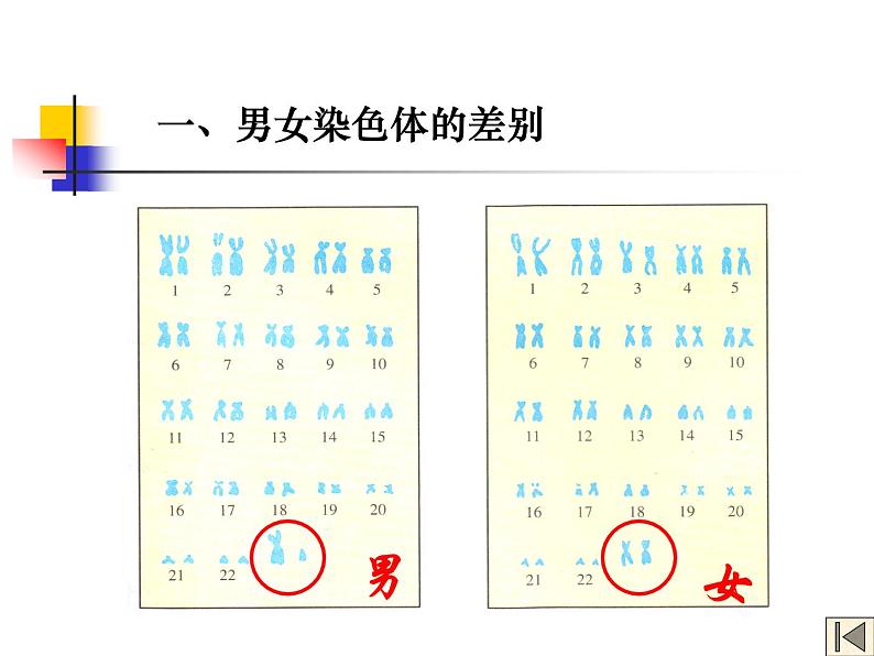 初中生物人教版八年级下册 第四节人的性别遗传 5 课件第6页