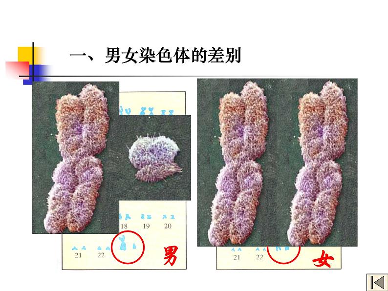 初中生物人教版八年级下册 第四节人的性别遗传 5 课件第7页