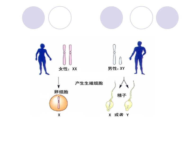 初中生物人教版八年级下册 第四节人的性别遗传 5 课件第8页