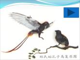 初中生物人教版八年级下册 第二节生物进化的历程 2 课件