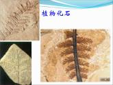 初中生物人教版八年级下册 第二节生物进化的历程 2 课件
