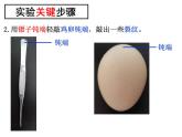初中生物人教版八年级下册 第四节鸟的生殖和发育 1 课件
