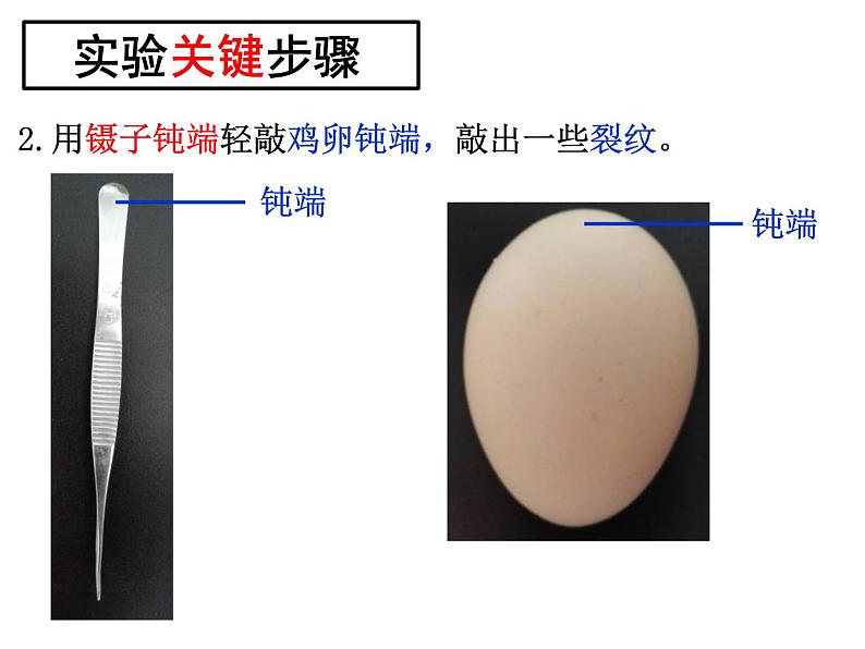 初中生物人教版八年级下册 第四节鸟的生殖和发育 1 课件04