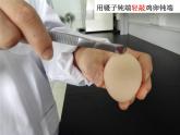 初中生物人教版八年级下册 第四节鸟的生殖和发育 1 课件