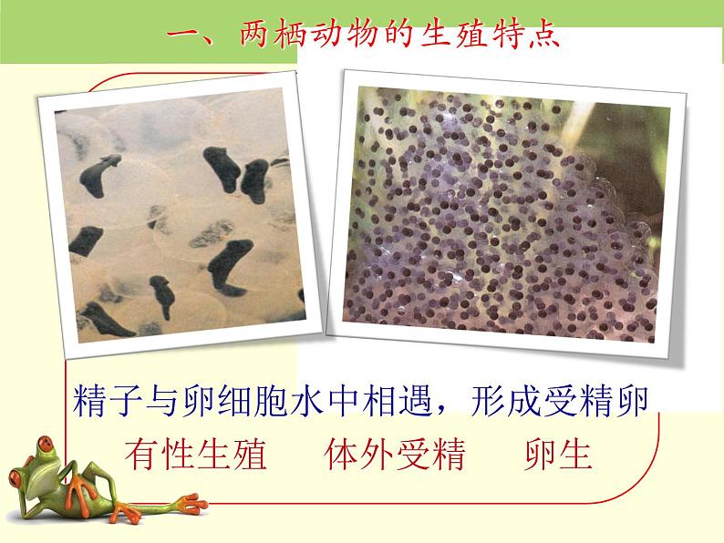 初中生物人教版八年级下册 第三节两栖动物的生殖和发育 3 课件第8页