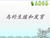 初中生物人教版八年级下册 第四节鸟的生殖和发育 3 课件