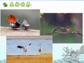 初中生物人教版八年级下册 第四节鸟的生殖和发育 3 课件