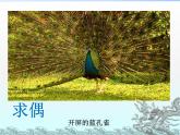 初中生物人教版八年级下册 第四节鸟的生殖和发育 3 课件