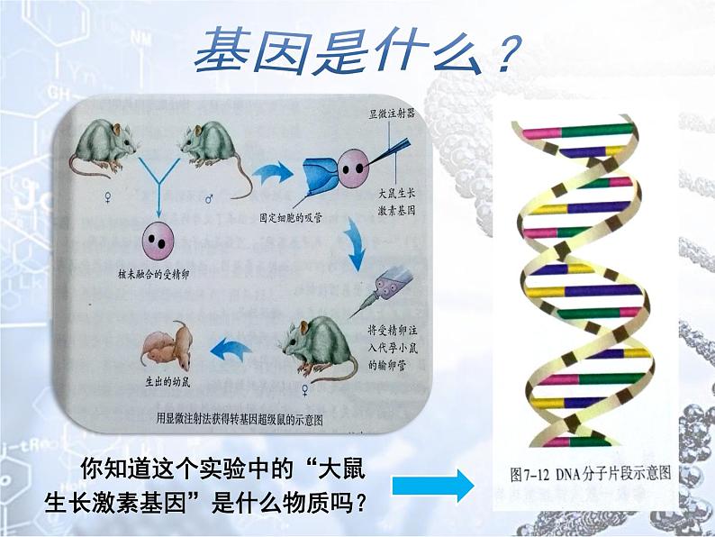 初中生物人教版八年级下册 第二节基因在亲子代间的传递 1 课件第7页