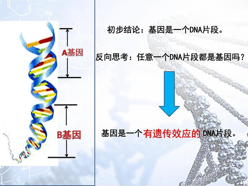 初中生物人教版八年级下册 第二节基因在亲子代间的传递 1 课件第8页