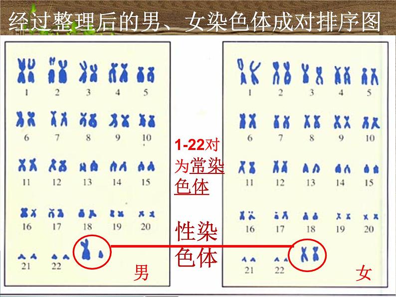 初中生物人教版八年级下册 第四节人的性别遗传 课件第7页