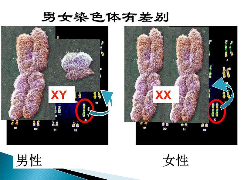 初中生物人教版八年级下册 第四节人的性别遗传 课件第8页