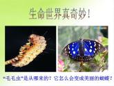初中生物人教版八年级下册 第二节昆虫的生殖和发育 课件