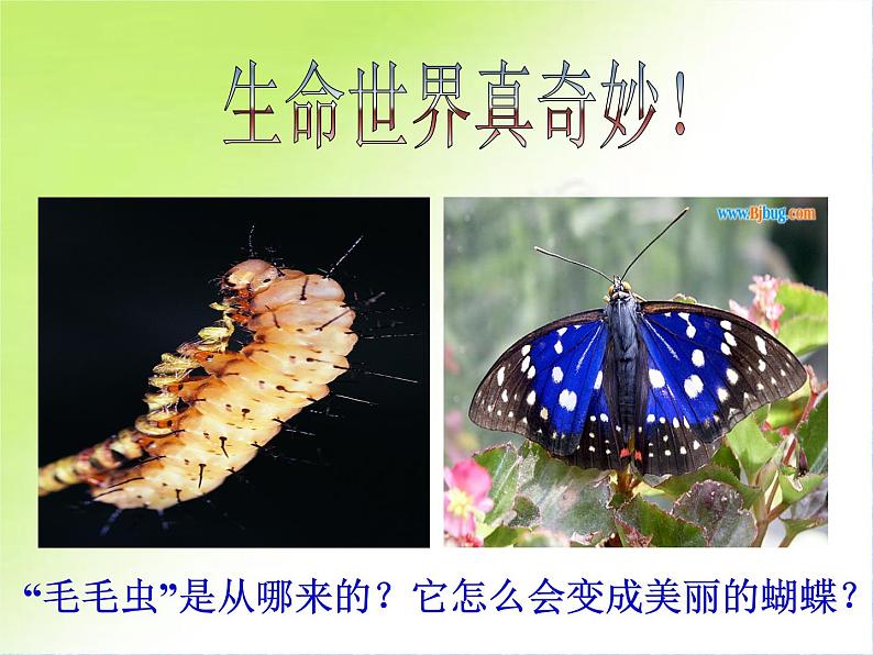 初中生物人教版八年级下册 第二节昆虫的生殖和发育 课件第3页