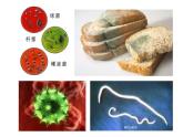 初中生物人教版八年级下册 第二节免疫与计划免疫 1 课件