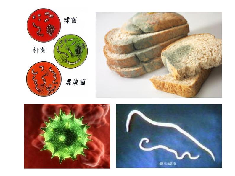 初中生物人教版八年级下册 第二节免疫与计划免疫 1 课件02