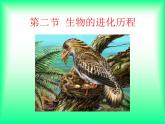 初中生物人教版八年级下册 第二节生物进化的历程 1 课件