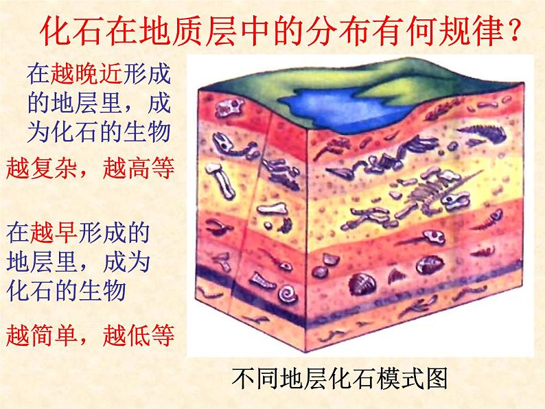 初中生物人教版八年级下册 第二节生物进化的历程 1 课件05