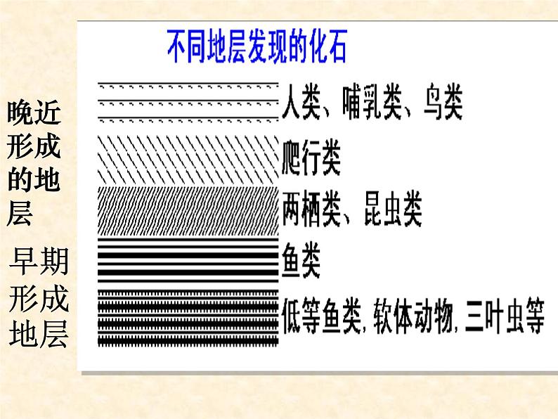 初中生物人教版八年级下册 第二节生物进化的历程 1 课件06