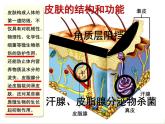 初中生物人教版八年级下册 第二节免疫与计划免疫 课件