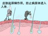 初中生物人教版八年级下册 第二节免疫与计划免疫 课件